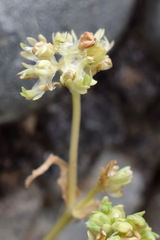 Valerianella turgida