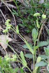 Valerianella turgida