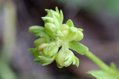 Valerianella turgida