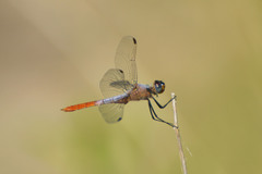 Planiplax erythropyga