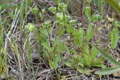 Valerianella turgida