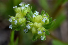 Valerianella turgida