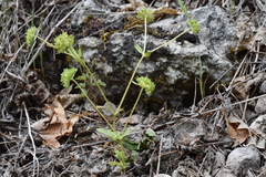 Valerianella turgida