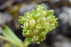 Valerianella turgida