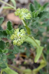 Valerianella turgida