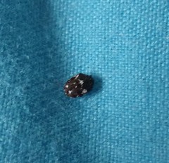 Anthrenus angustefasciatus