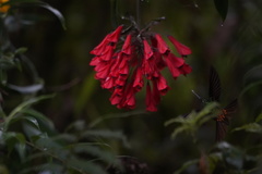 Coeligena bonapartei