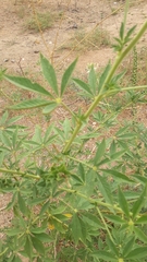 Tarenaya longicarpa