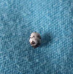 Anthrenus angustefasciatus