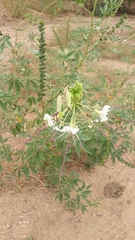 Tarenaya longicarpa