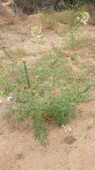 Tarenaya longicarpa