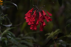 Coeligena bonapartei