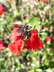 Salvia microphylla