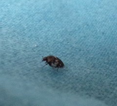 Anthrenus angustefasciatus