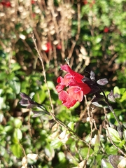 Salvia microphylla