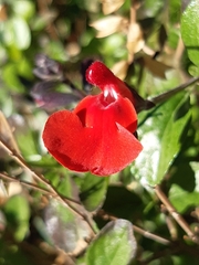 Salvia microphylla
