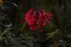 Coeligena bonapartei