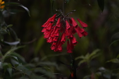 Coeligena bonapartei