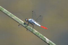 Planiplax erythropyga