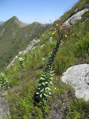 Osteospermum corymbosum