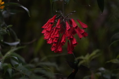 Coeligena bonapartei