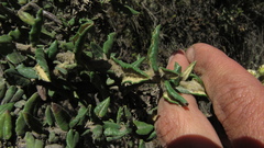 Monticalia nitida