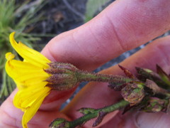 Osteospermum corymbosum