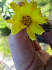 Osteospermum corymbosum