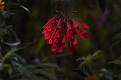 Coeligena bonapartei