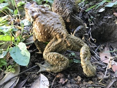 Bufo praetextatus