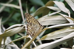 Neope goschkevitschii