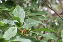 Ficus erecta erecta