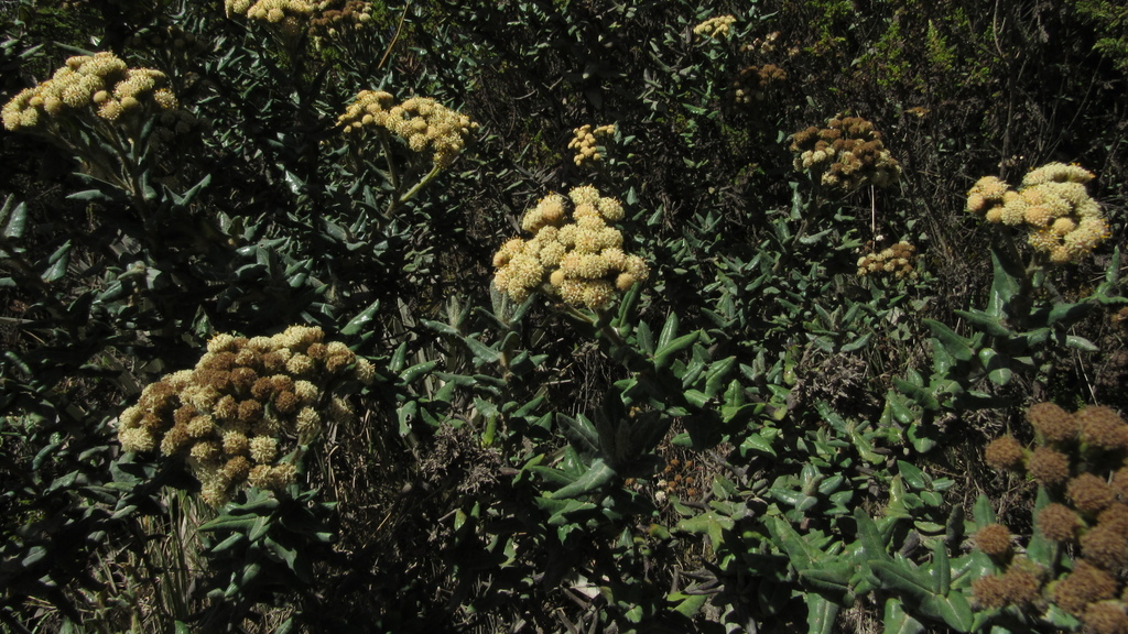 Monticalia nitida