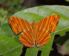 Chersonesia risa risa