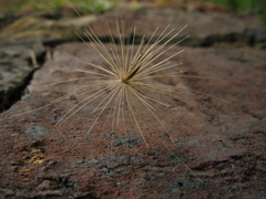 Noticastrum marginatum