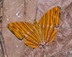 Chersonesia risa risa