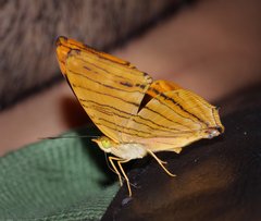 Chersonesia risa risa