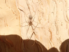 Tamopsis fickerti