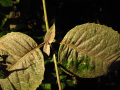 Oligactis sessiliflora