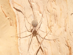 Tamopsis fickerti