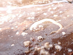 Spirobranchus lamarcki