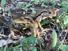 Bufo praetextatus