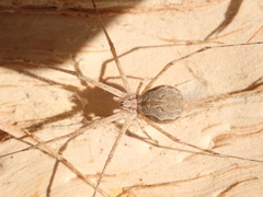 Tamopsis fickerti
