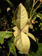 Oligactis sessiliflora