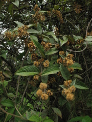 Oligactis sessiliflora