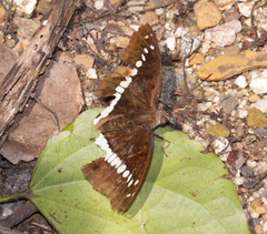 Bassarona teuta teuta