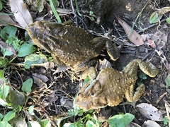 Bufo praetextatus