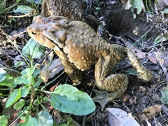Bufo praetextatus