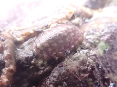 Lepidochitona cinerea