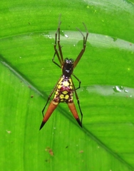 Micrathena brevipes